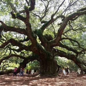 Meet your Posher, Anne